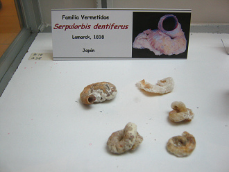 Serpulorbis dentiferus