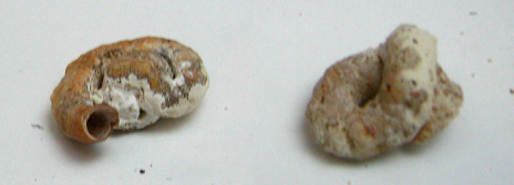 Serpulorbis dentiferus, primer plano