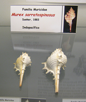Murex sarratospinosus