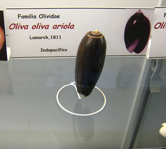 Oliva oliva ariola