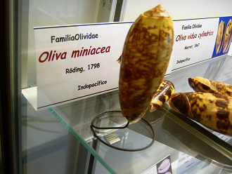 Oliva
                          miniacea