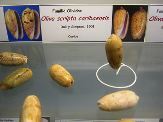 Oliva scripta caribaensis