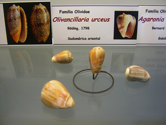 Olivancillaria urceus