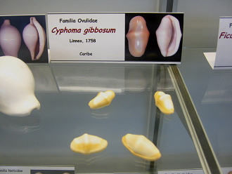 Cyphoma gibbosum