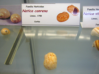 Natica canrena