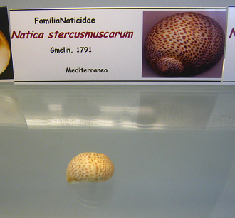 Natica stercusmuscarum