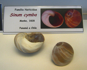 Sinum
                            cymba