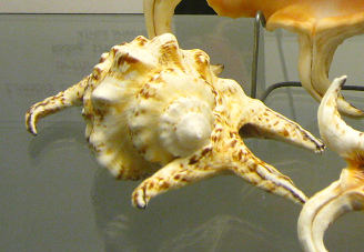 Lambis chiragra arthritica,
                                  primer plano 01