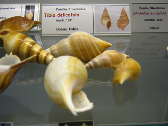 Tibia delicatula