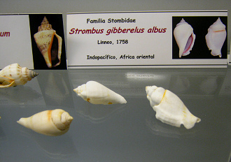 Strombus gibberelus albus