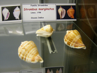 Strombus marginatus