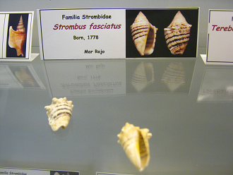 Strombus fasciatus