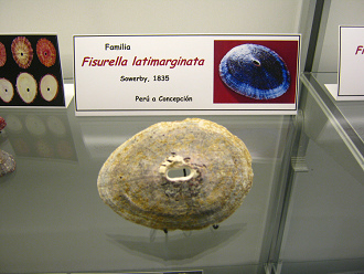 Fissurella latimarginata