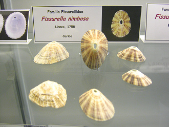 Fissurella nimbosa