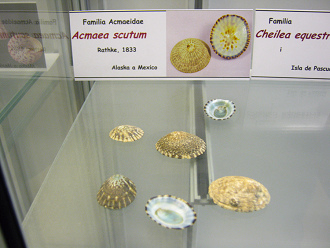 Acmaea
                          scutum