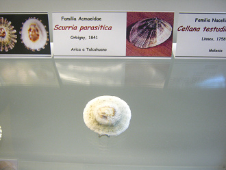 Scurria parasitica