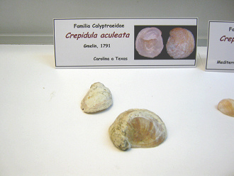 Crepidula aculeata