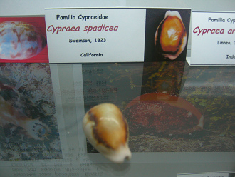 Cypraea spadicea