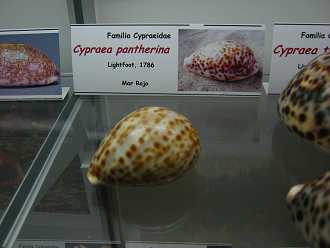 Cypraea pantherina
