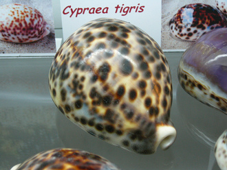 Cypraea tigris, primer plano 01