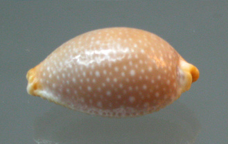 Staphylaea staphylaea, primer plano