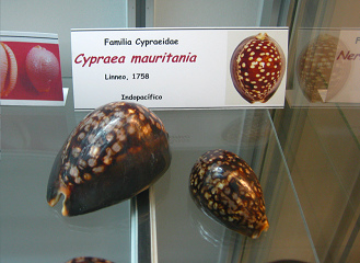 Cypraea mauritania, placa