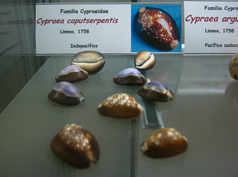 Cypraea caputserpentis