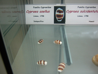 Cypraea asellus