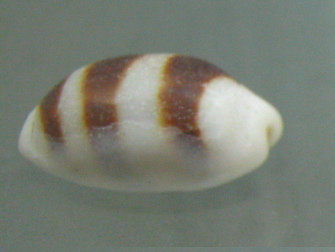 Cypraea asellus, primer plano 01
