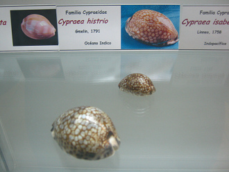 Cypraea histrio