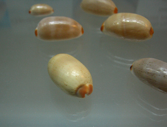 Cypraea isabella, primer plano
                                  01