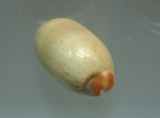 Cypraea isabella, primer plano
                                  02