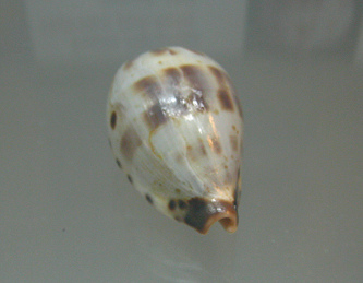 Cypraea pulchella, primer plano