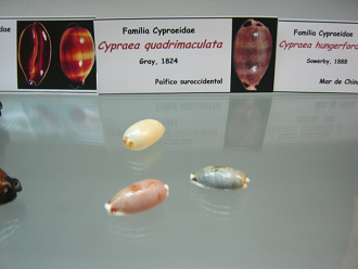 Cypraea quadrimaculata