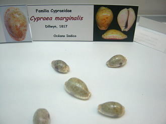Cypraea marginalis