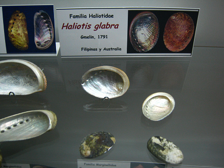 Haliotis glabra