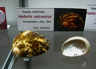 Haliotis vulcanicus, placa