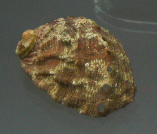 Haliotis tuberculata lamellosa,
                                  primer plano 03