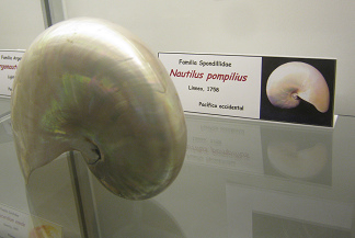 Nautilus
                          pompilius gris