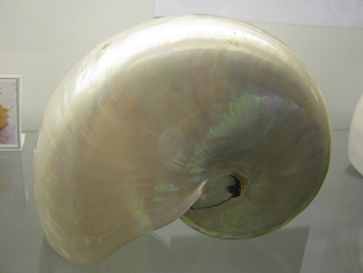 Nautilus pompilius gris, primer plano