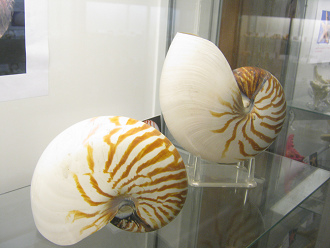 Nautilus pompilius marron blanco 02