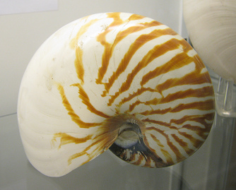 Nautilus pompilius marron blanco, primer
                          plano