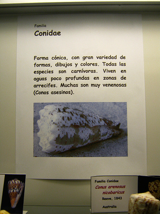 La
                            hoja sobre los caracoles Conidae (01)