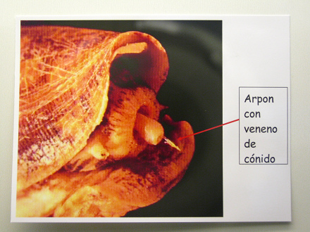 La hoja sobre el arpn con
                                    veneno de los caracoles Conidae:
                                    "Arpn con veneno de
                                    cnido", primer plano