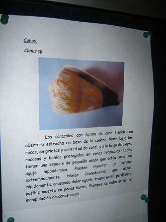 La hoja
                          general sobre los caracoles Conus