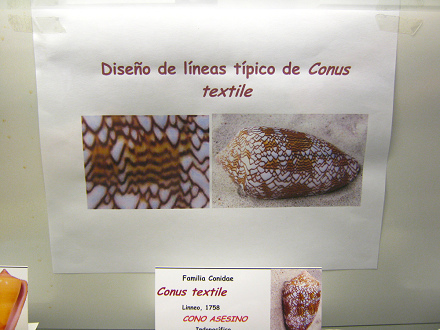 Das Merkblatt ber die Meerschnecke
                          "Conus textile" mit der Zeichnung
                          typischer Linien "Textil-Conus"
                          [deswegen wird sie so genannt]