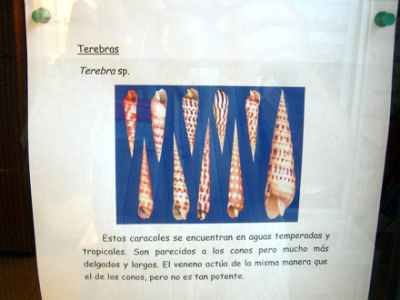 La hoja sobre los caracoles de
                                    la familia Terebridae