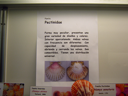 La hoja sobre las conchas del
                                    mar de la familia Pectinidae