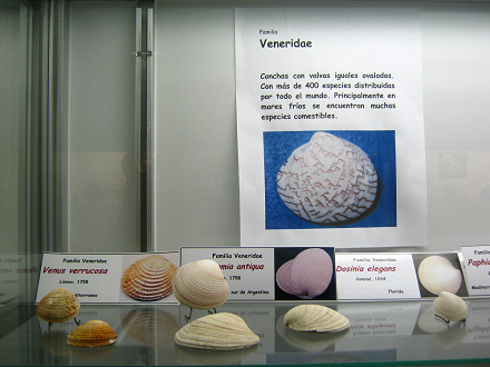 La hoja sobre las conchas del
                                      mar de la familia Veneridae