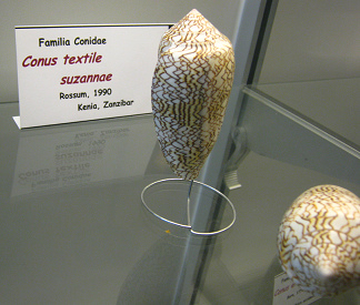 Conus textile suzannae; Familie:
                                  Conidae; Region: Kenia, Sansibar
                                  (Afrika); die sehen ein Bisschen so
                                  wie kleine Bmbchen aus